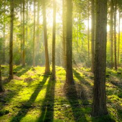 bright-daylight-environment-240040
