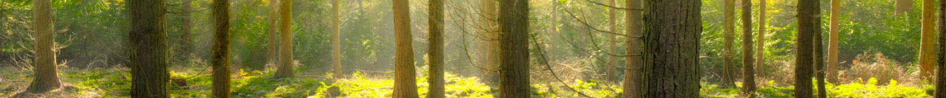 bright-daylight-environment-240040