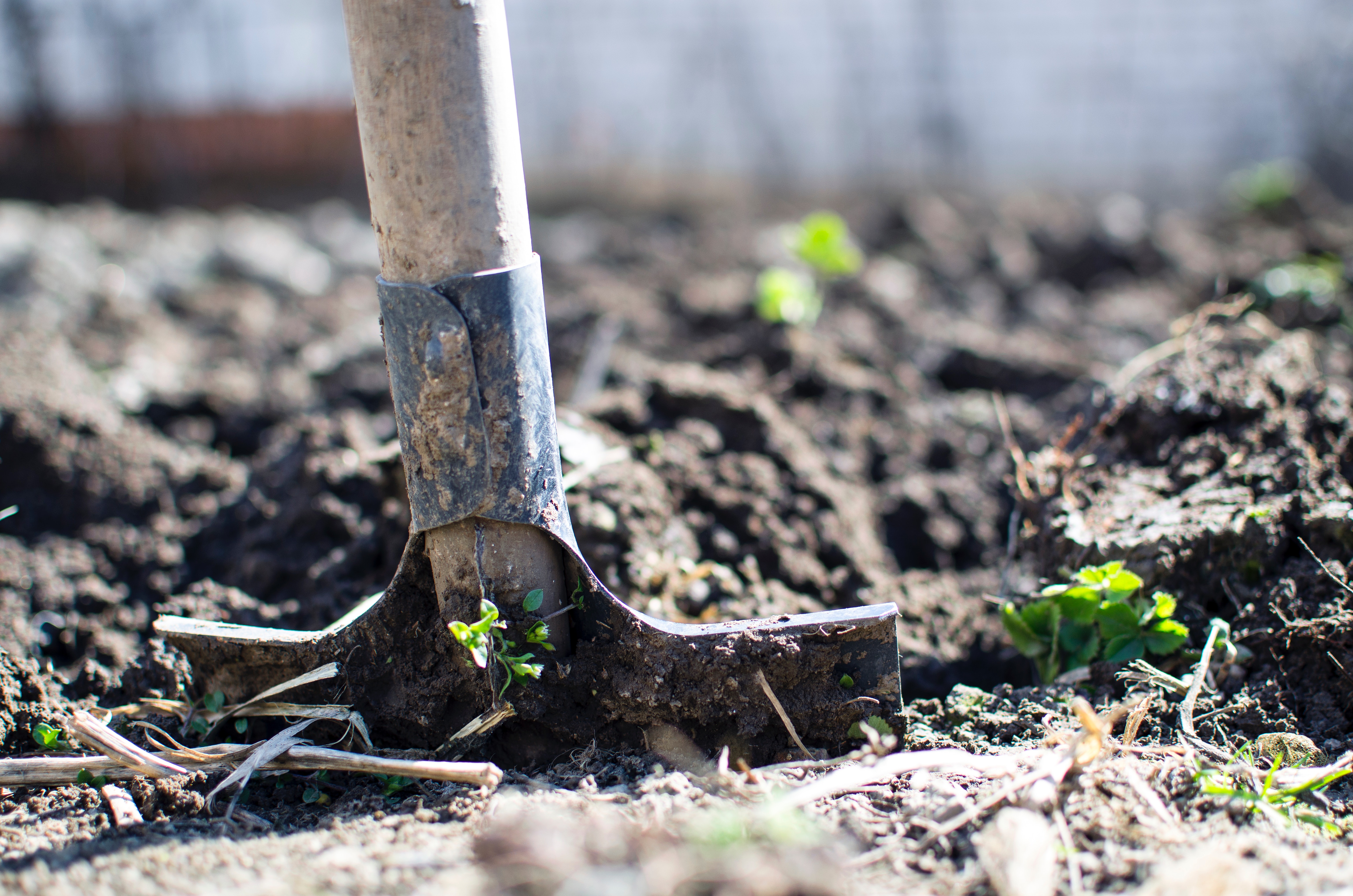 agriculture-backyard-blur-296230